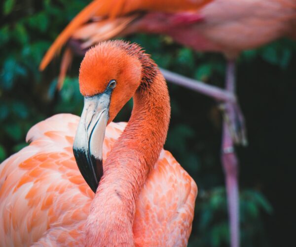 pexels-jeswin-987947